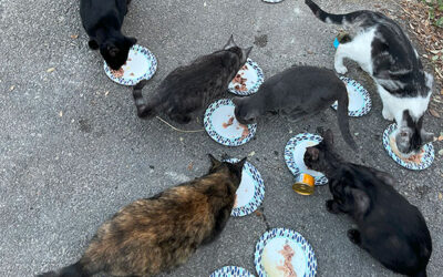 Running A Cat Sanctuary Pt 10 : Feeding Cats