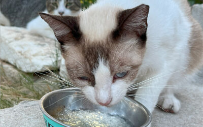 Cats & Texas Heat